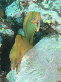 Yellow Moray Eel  Pair Fighting  New Zealand