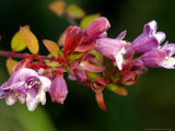 Abelia Schumannii  Close-up of Flowers  October