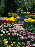 Mixed Spring Bulbs Tulipa Narcissus Muscari Narcissus Path Tulipa