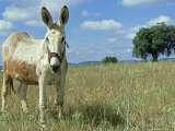 Domestic Donkey  May  Spain