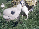 Grey Headed Albatross  Feeding Chick  S Ocean