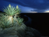 Giant Dagger Yucca  Texas  USA