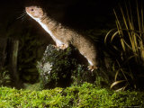 Weasel  Hunting