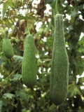 Luffa Cylindrica