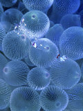Bulb Anemone & Shrimp  Tonga