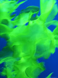 Kelp  Leaf  New Zealand