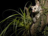 Brushtail Opossum at Night  New Zealand