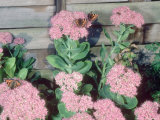 Small Tortoiseshell Butterfly  UK
