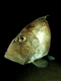 John Dory  New Zealand
