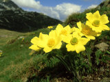 Pulsatilla Sulphurea  Switzerland