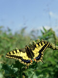 Swallow Tail Butterfly  France