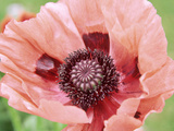 Papaver Fiesta  Salmon Coloured Flower with Anthers