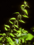 Stinging Nettle  Backlit  Summer