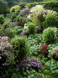 Autumn Garden  Aster  Veronica in Pink & Purple Border