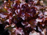 Lettuce Red Salad Bowl  Close-up of Red Curley Leaves