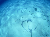 Longtailed Stingray  Group  New Caledonia