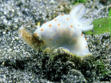 Nudibranch  Feeding on Sea Hare  Epi Vanuatu