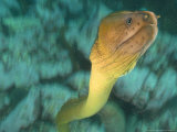 Yellow Moray Eel  Poor Knights Marine Reserve  New Zealand