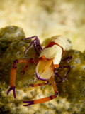 Emperor Shrimp (Periclimenes Imperator) on Holothurian (Synapta Maculata)  New Caledonia