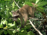 Raccoon  Colombian Caribbean