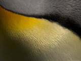 King Penguin  Close up Detail  Sub Antarctic