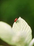 Sorbus Aria Lutescens (Whitebeam)  Close-up of Lily Beetle
