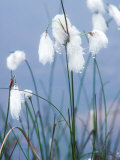 Cotton Grass or Hares Tail  Summer