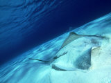 Short Tail Stingray  Beveridge Reef
