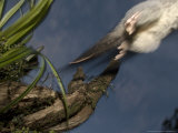 Brushtail Opossum  Leaping  New Zealand