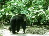 Chimpanzee  Walking  W Africa
