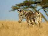Grevys Zebra  Lewa  Kenya