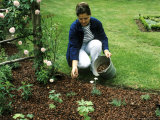 Applying Cocoa Shell Mulch to Newly Planted Herbaceous Border