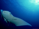 Devilray  Fiji