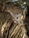 Brushtail Opossum  Juvenile  New Zealand