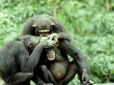 Chimpanzee  Grooming  W Africa
