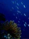 Featherstar  Fiji