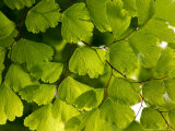 Adiantum Raddianum Fragrans (Maidenhair Fern)