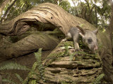 Brushtail Opossum  Juvenile  New Zealand