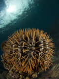 Crown-Of-Thorns Starfish  New Caledonia