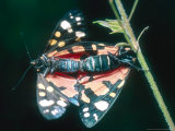 Scarlet Tiger Moth  Mating  UK
