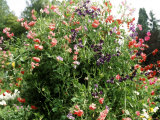 Lathyrus Odoratus (Sweet Pea)  Annual Climber