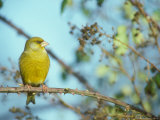Greenfinch  Male on Bramble