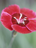 Dianthus Red Dwarf (Pinks)