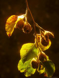 Beech  Nuts