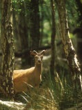 Sika Deer  Buck