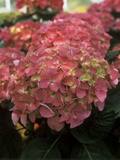 Hydrangea "Freudenstein" in Flower