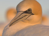 Australian Gannet  Portrait  New Zealand