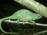 Fischers Chameleon  Female  Tanzania