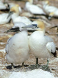 Australian Gannet  Female and Chick  New Zealand