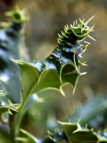Hedgehog Holly  Close-up of Leaves  December